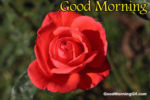 Good Morning Images With Rose Flowers Shayari | Best Flower Site