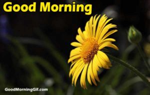 Good Morning Images With Flowers & Good Morning Wishes