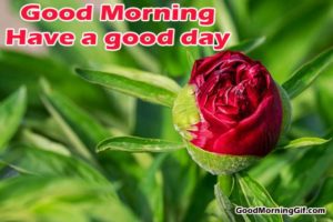 Good Morning Images With Flowers & Good Morning Wishes